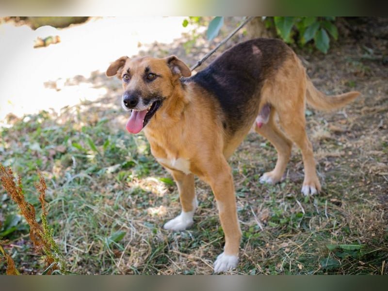 KÄSTNER - wer zeigt dem tollen Kerl wie schön ein Hundeleben sein kann?