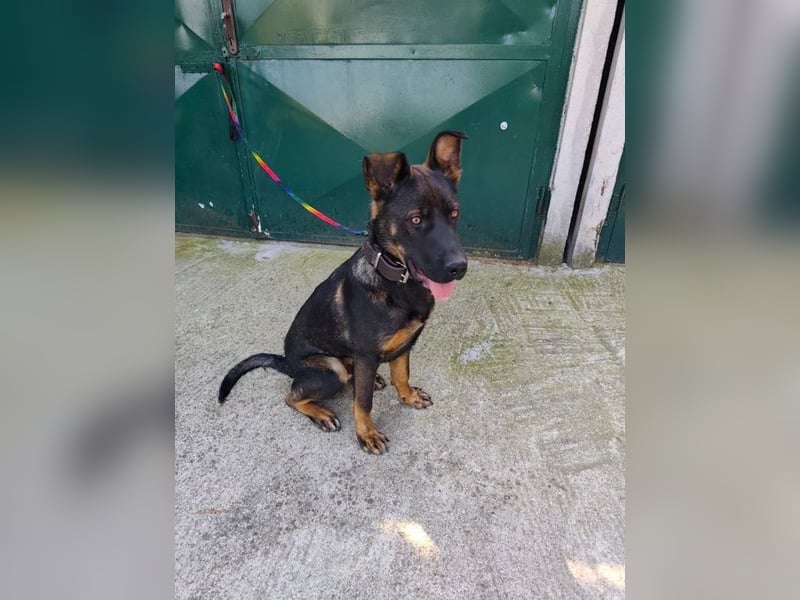 MONTY - der temperamentvolle und engagierte Rüde träumt von einer aktiven Familie!