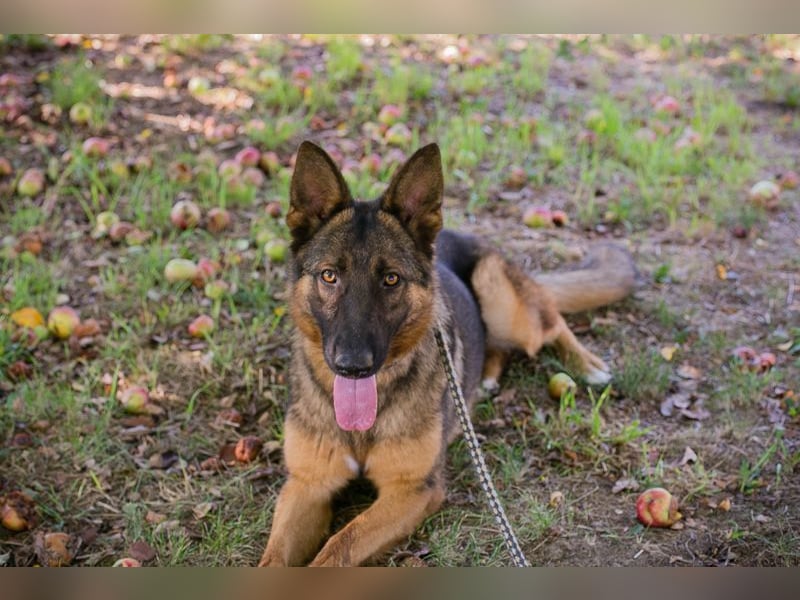 KESSY - die liebe, freundliche Hundedame sucht ein tolles Zuhause!