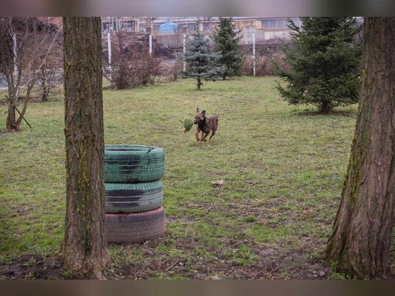 Schäferhündin Stella sucht Menschen, die ihr Arbeit geben können