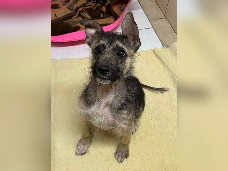 Welpe Chip-Nr. 257991 - wer schenkt dem kleinen Racker ein liebevolles Für-Immer Zuhause?