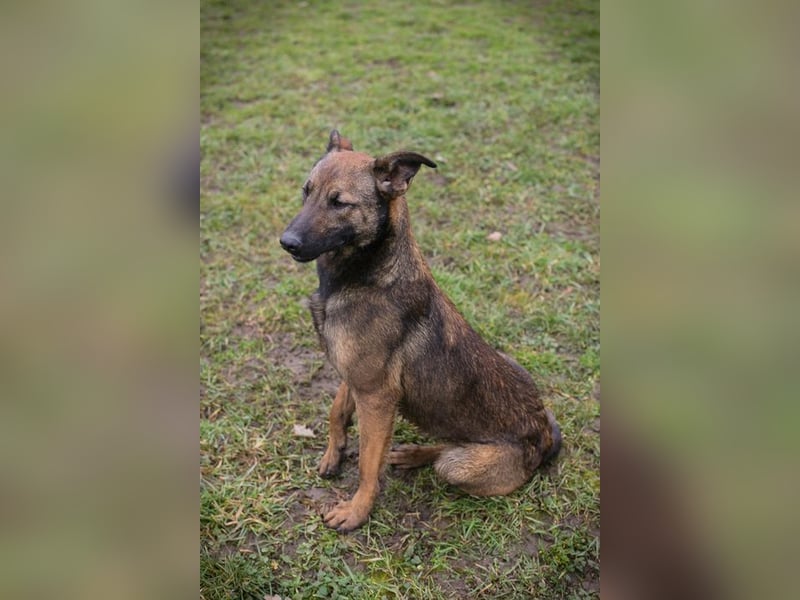 STELLA - Abenteuerlust, Spielfreude, Menschenliebe + eine ganze Menge Schönheit bringt die Maus mit!