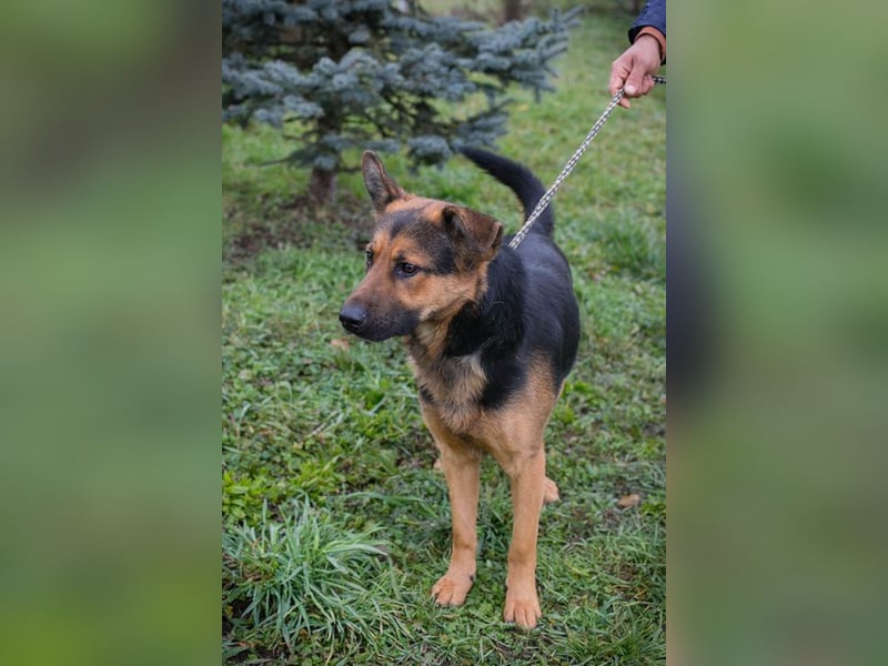 Chip-Nr. 265911 - ich freue mich darauf, mit meinen Menschen die Welt zu entdecken!