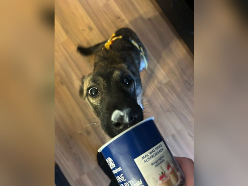 Welpe ZOE - der süße Wirbelwind sucht eine unternehmungslustige, konsequente Familie!