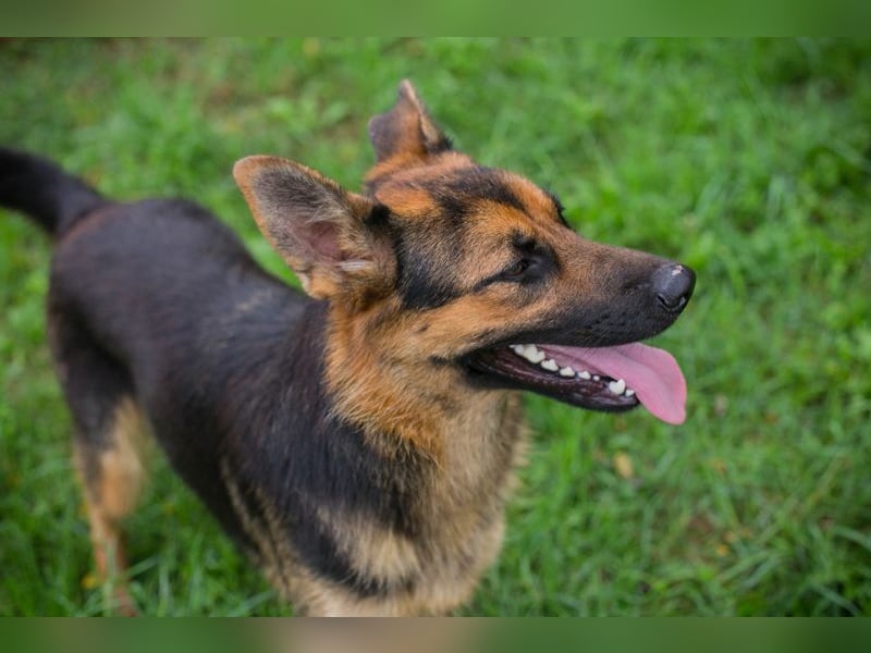 Chip Nr. 265479 - ich suche einen Namen und am liebsten auch gleich eine eigene Familie