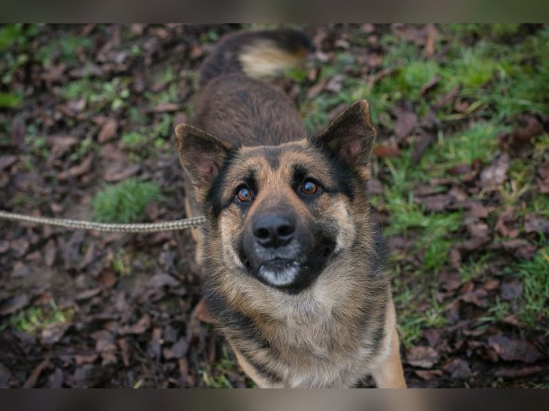 Chip-Nr. 263916 - der menschenbezogene und aktive Rüde sucht eine hundeerfahrene Familie!