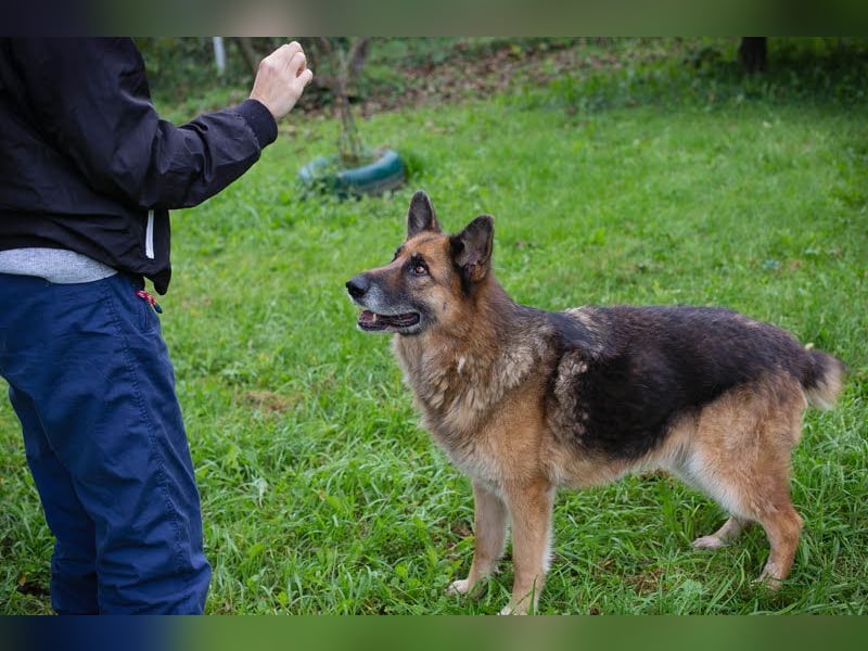 LOIC - der freundliche Balljunkie sucht eine unternehmungslustige Familie