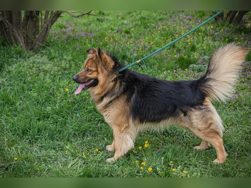 Chip-Nr. 256060 - der hübsche, soziale Rüde ist auf der Suche nach einer eigenen Familie