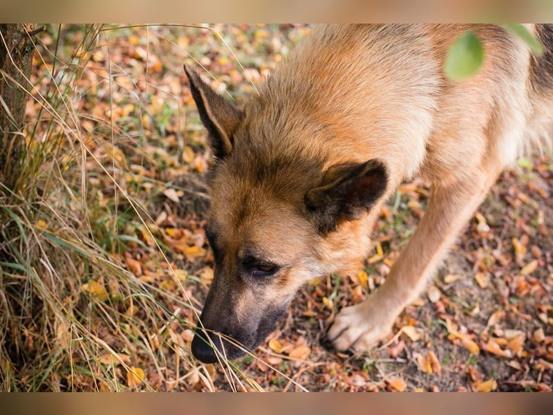 FENTE - die aktive Hündin freut sich auf tolle Abenteuer mit einer unternehmungslustigen Familie