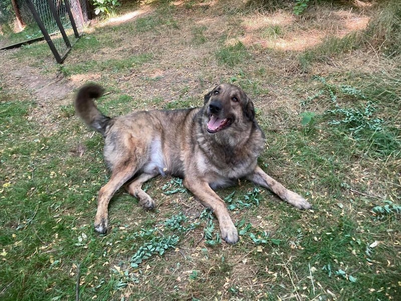 JUNI - lieber und vorsichtiger Herdenschutzhund-Schäferhund Mix - sanfter Riese sucht Zuhause