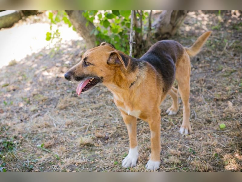 KÄSTNER - wer zeigt dem tollen Kerl wie schön ein Hundeleben sein kann?