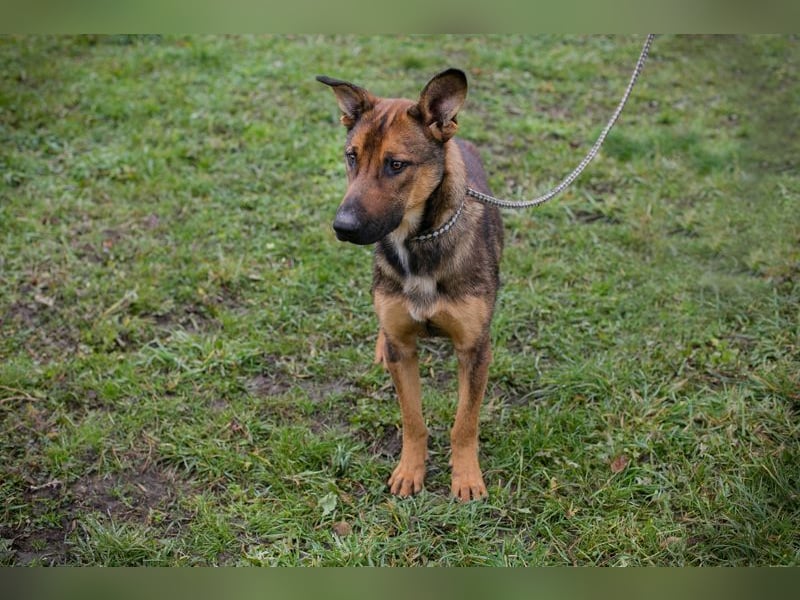 BUDDY -  lernen, spielen, knuddeln, wer schenkt mir ein tolles Hundeleben?