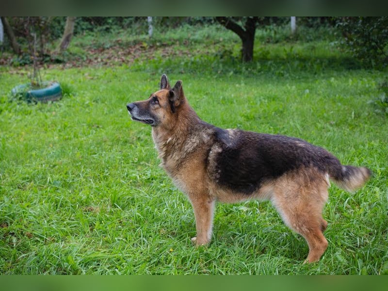LOIC - der freundliche Balljunkie sucht eine unternehmungslustige Familie