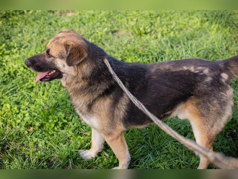 TERO - der aufgeschlossene, neugierige Rüde wünscht sich sehnlichst eine Familie
