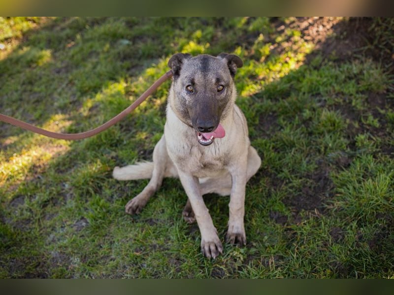 AMELIE - ich freue mich auf ein tolles Leben in meinem Für-Immer Zuhause