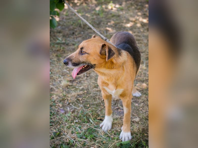 KÄSTNER - wer zeigt dem tollen Kerl wie schön ein Hundeleben sein kann?