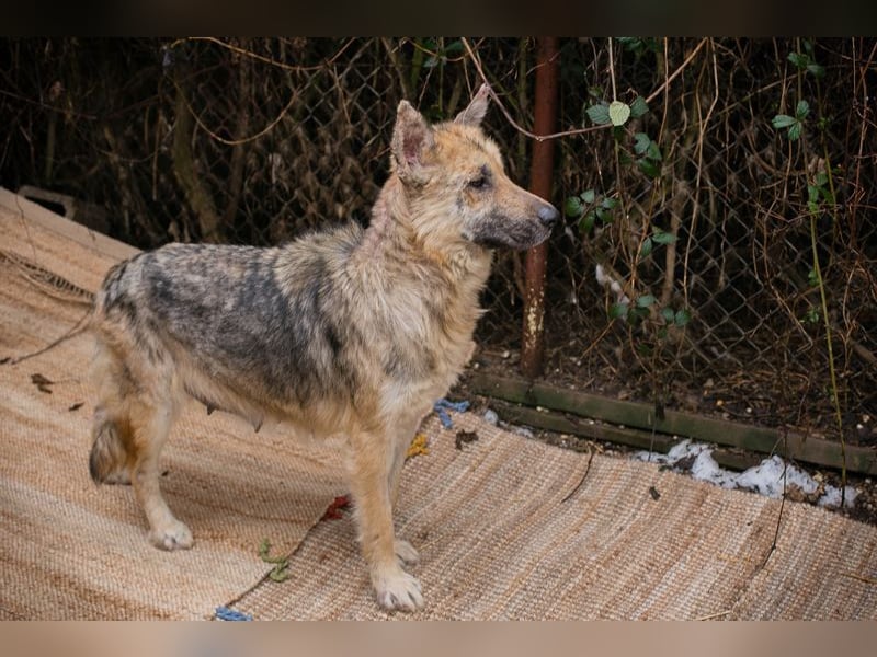 IRIS - wer schenkt mir sein Herz und zeigt mir, wie schön ein Hundeleben sein kann?