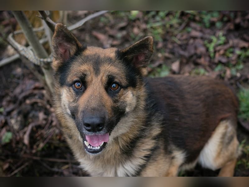 Chip-Nr. 263916 - der menschenbezogene und aktive Rüde sucht eine hundeerfahrene Familie!