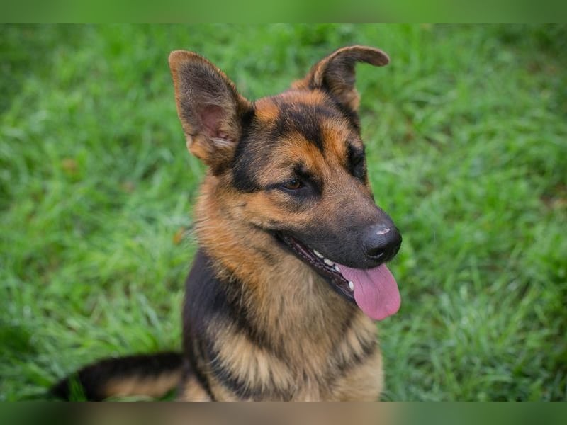 JÖRDI - die neugierige, muntere und aktive Hündin träumt von einem tollen Zuhause