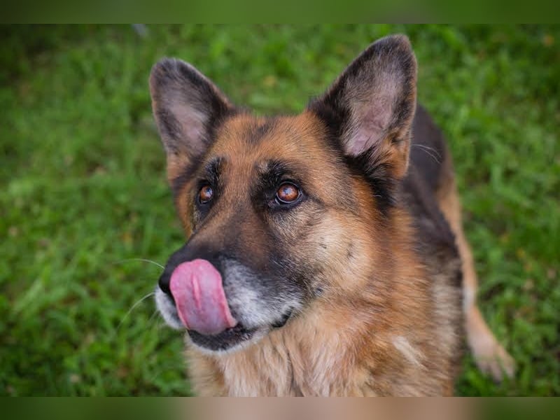 LOIC - der freundliche Balljunkie sucht eine unternehmungslustige Familie