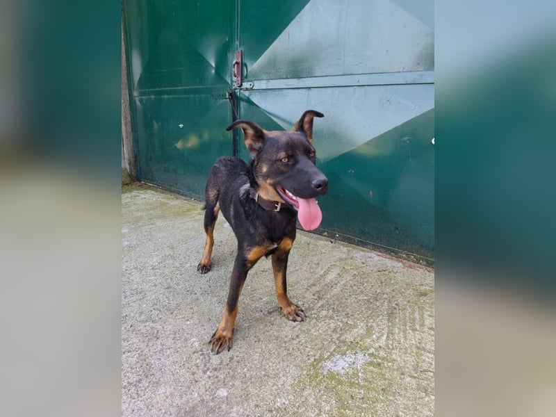 MONTY - der temperamentvolle und engagierte Rüde träumt von einer aktiven Familie!