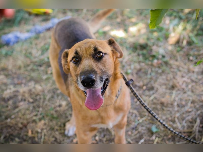KÄSTNER - wer zeigt dem tollen Kerl wie schön ein Hundeleben sein kann?