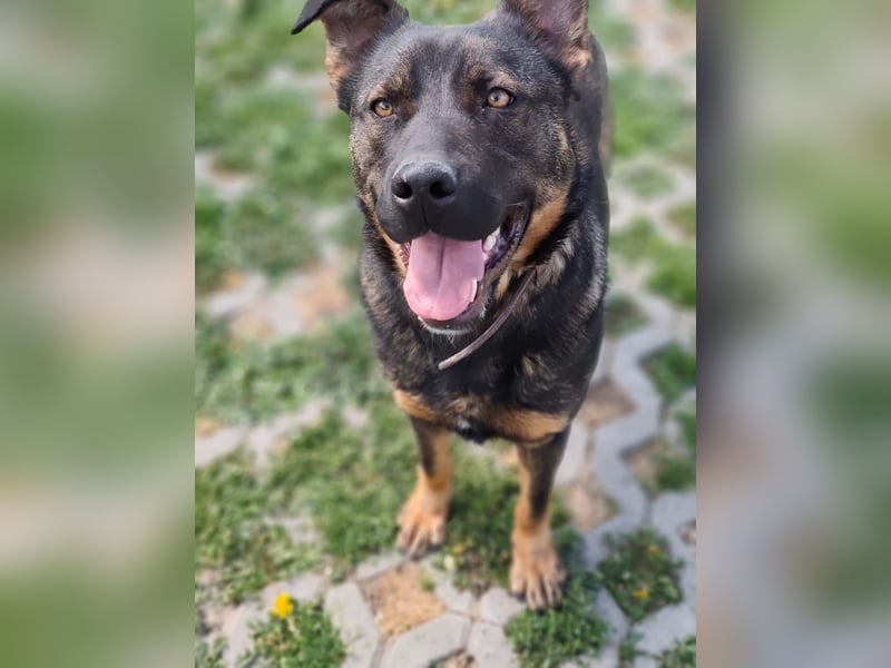MONTY ist ein lebensfroher, temperamentvoller und aktiver Schäferhund (Mix)