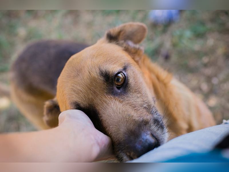 KÄSTNER - wer zeigt dem tollen Kerl wie schön ein Hundeleben sein kann?