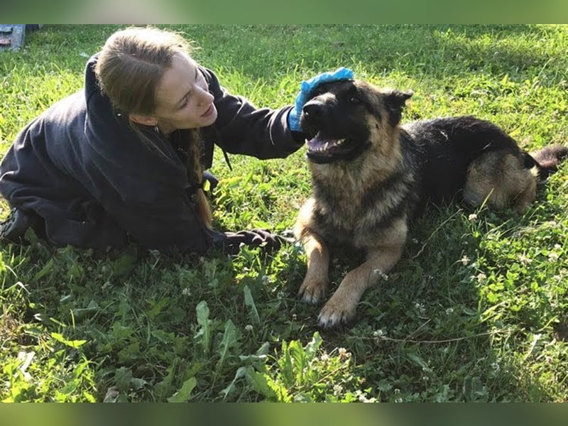 BELLA V - zurückhaltende, schüchterne Hündin sucht eine hundeerfahrene Familie, die ihr Zeit gibt