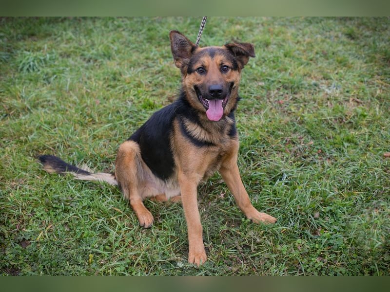 Chip-Nr. 265911 - ich freue mich darauf, mit meinen Menschen die Welt zu entdecken!