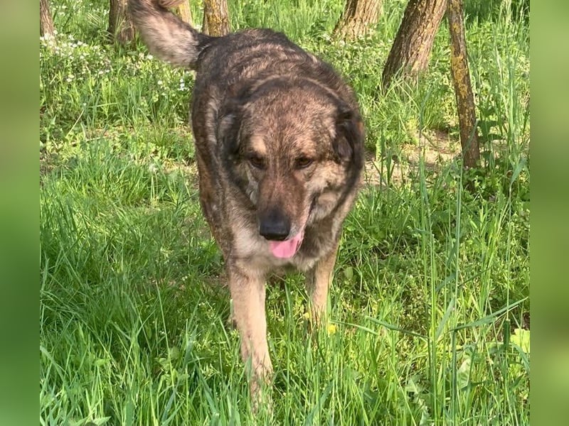JUNI - lieber und vorsichtiger Herdenschutzhund-Schäferhund Mix - sanfter Riese sucht Zuhause