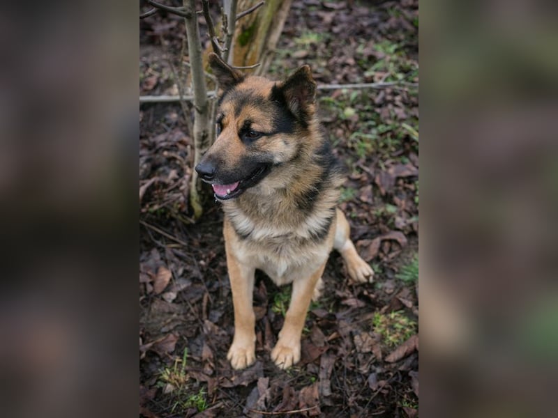 QUINTO - der menschenbezogene und aktive Rüde sucht eine hundeerfahrene Familie!