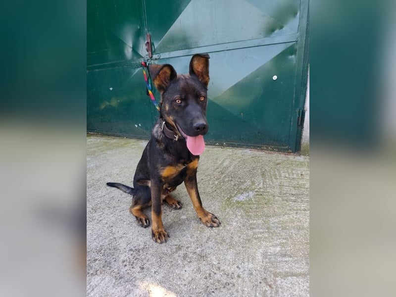 MONTY - der temperamentvolle und engagierte Rüde träumt von einer aktiven Familie!