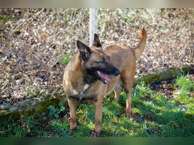 MAJA - ich suche eine liebe Familie, die mir zeigt, wie schön das Leben sein kann