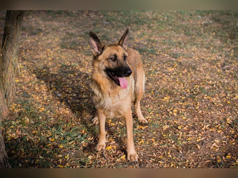 FENTE - die aktive Hündin freut sich auf tolle Abenteuer mit einer unternehmungslustigen Familie