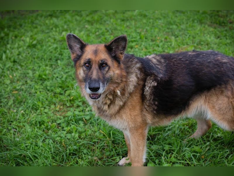 LOIC - der freundliche Balljunkie sucht eine unternehmungslustige Familie