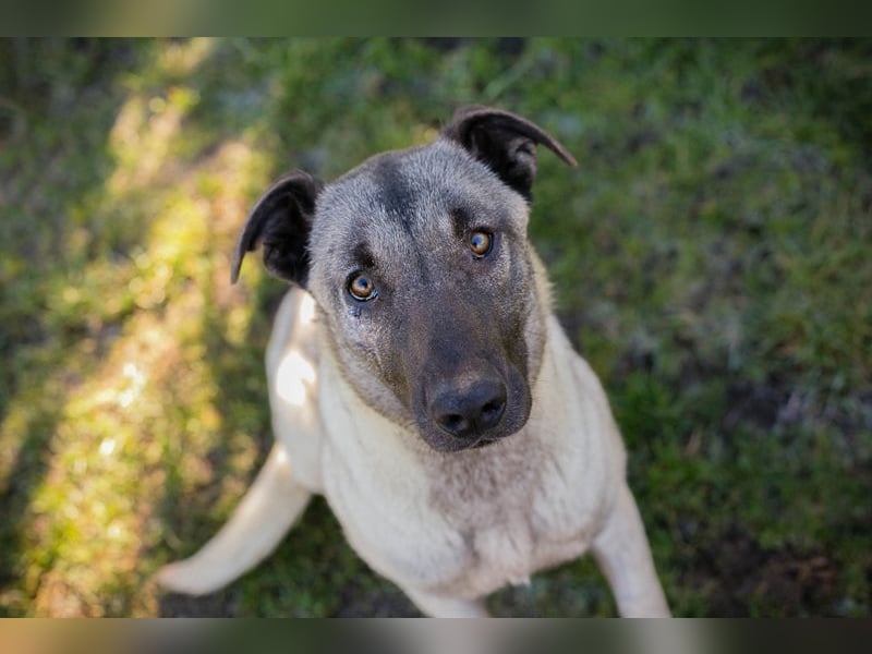 AMELIE - ich freue mich auf ein tolles Leben in meinem Für-Immer Zuhause