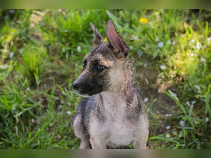 Welpe Chip-Nr. 257991 - wer schenkt dem kleinen Racker ein liebevolles Für-Immer Zuhause?
