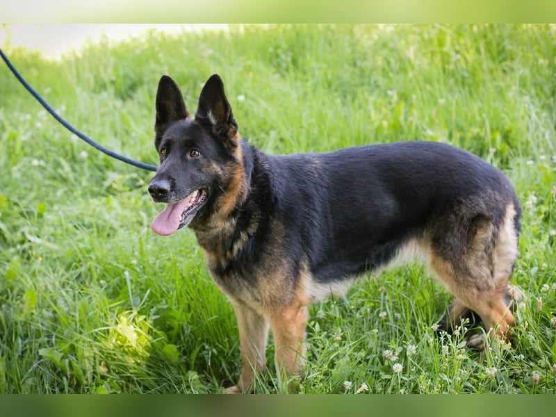 LIZZY - diese bildhübsche Schäfi-Dame sucht ein hundeerfahrenes Zuhause!