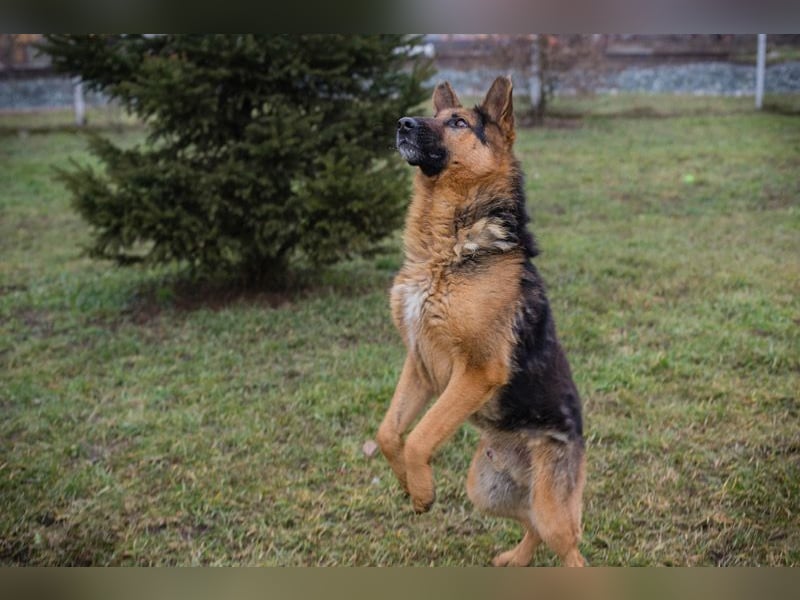 Chip-Nr. 256114 - Ich freue mich darauf, mit meinen Menschen die Welt zu entdecken!