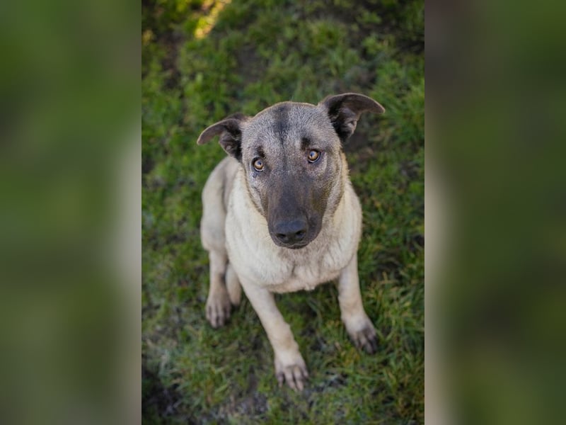 AMELIE - ich freue mich auf ein tolles Leben in meinem Für-Immer Zuhause