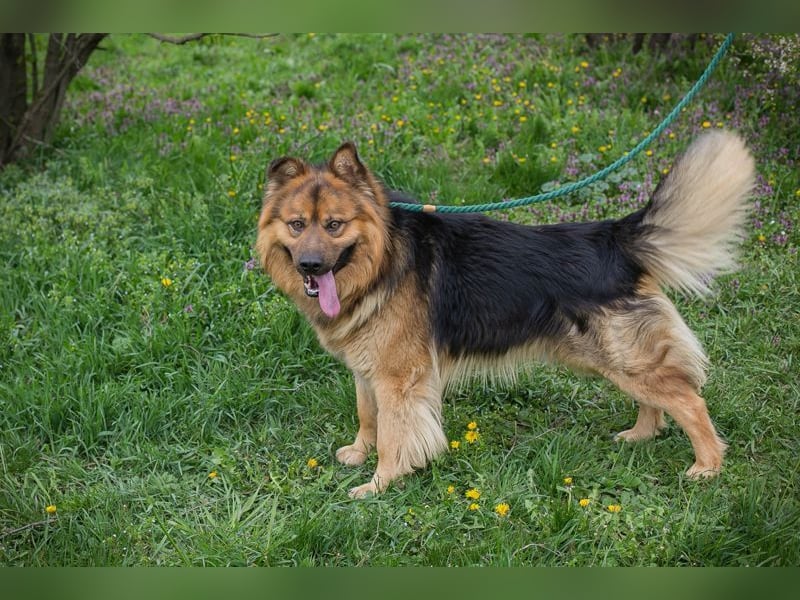 Chip-Nr. 256060 - der hübsche, soziale Rüde ist auf der Suche nach einer eigenen Familie