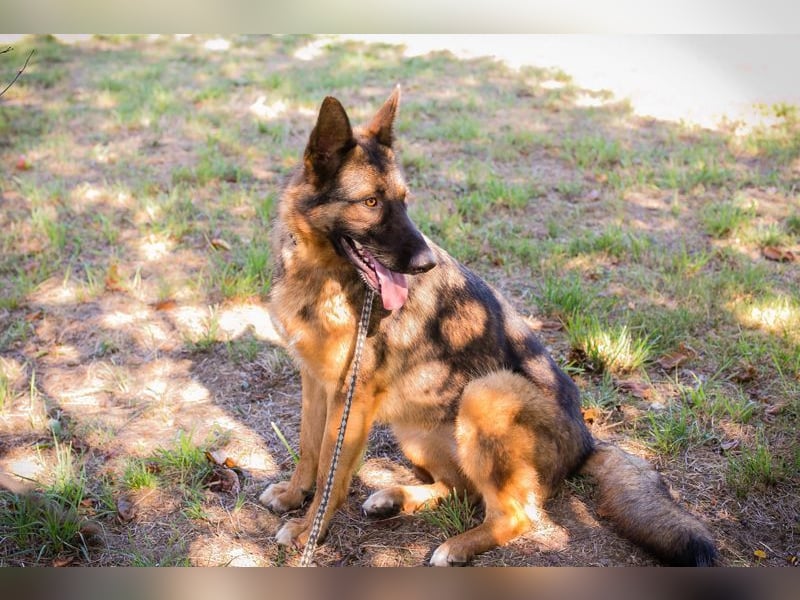 KESSY - die liebe, freundliche Hundedame sucht ein tolles Zuhause!