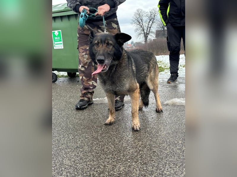 RENA - die intelligente und sanftmütige Hündin träumt von einem liebevollen Für-Immer Zuhause