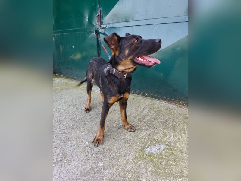 MONTY - der temperamentvolle und engagierte Rüde träumt von einer aktiven Familie!