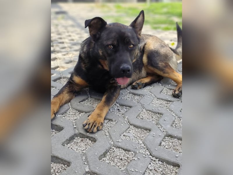 MONTY - der temperamentvolle und engagierte Rüde träumt von einer aktiven Familie!