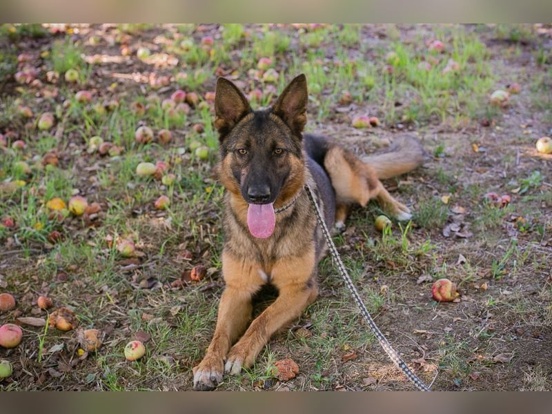 KESSY - die liebe, freundliche Hundedame sucht ein tolles Zuhause!