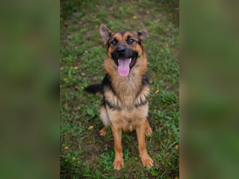 Chip Nr. 265479 - ich suche einen Namen und am liebsten auch gleich eine eigene Familie