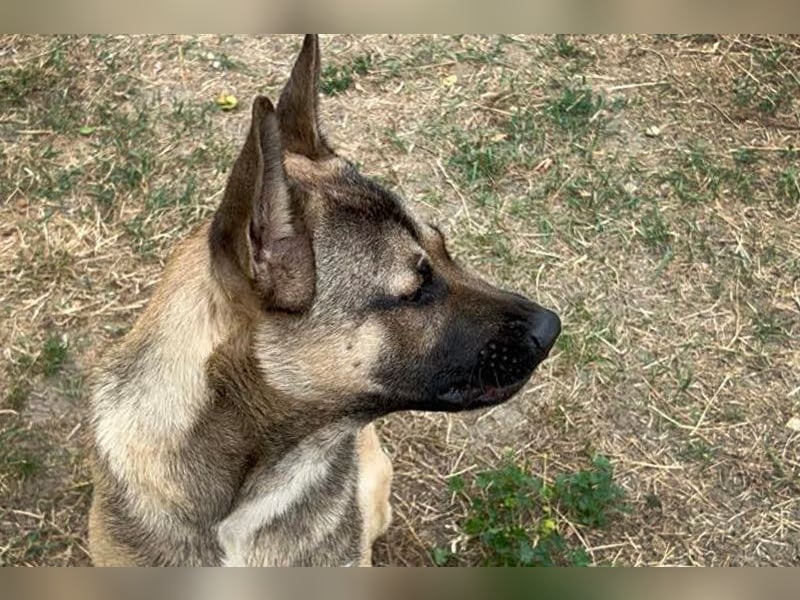 NINJO - der freundliche und fröhliche Jungspund sucht sein eigenes Körbchen!