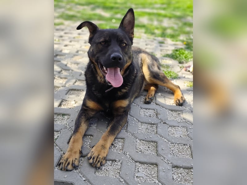 MONTY ist ein lebensfroher, temperamentvoller und aktiver Schäferhund (Mix)